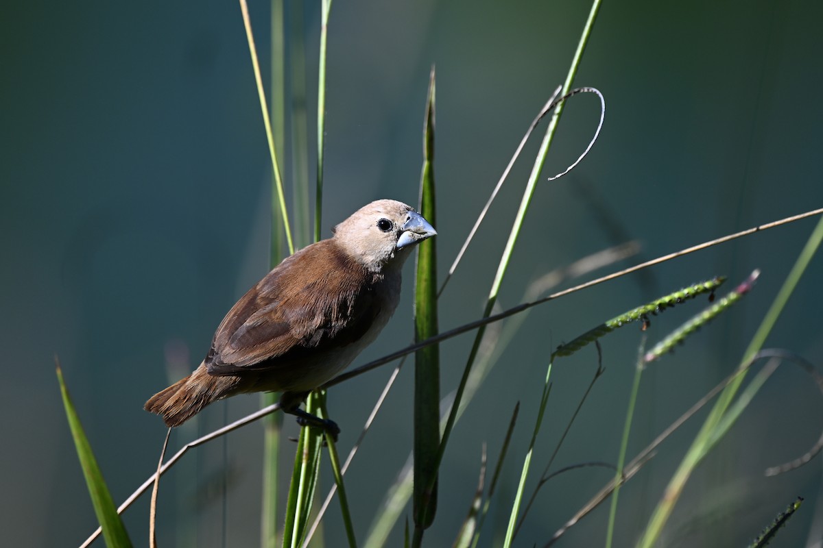 白頭文鳥 - ML631350324