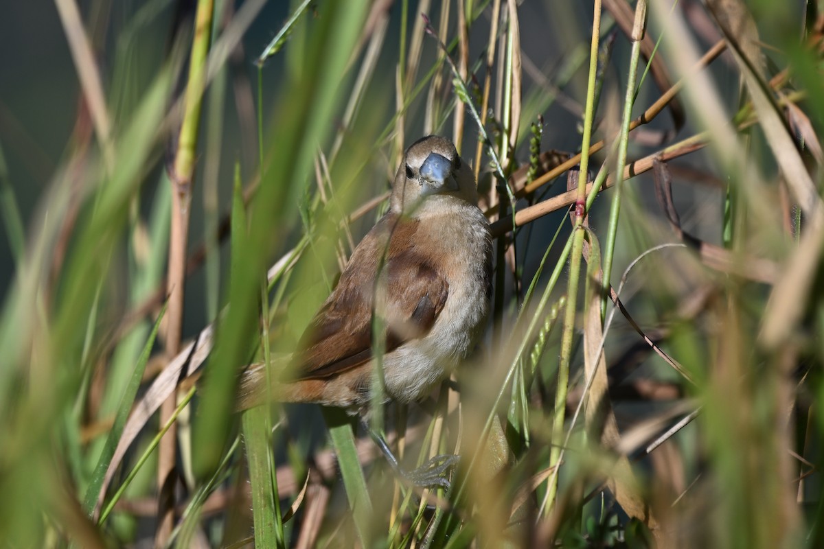 白頭文鳥 - ML631350325