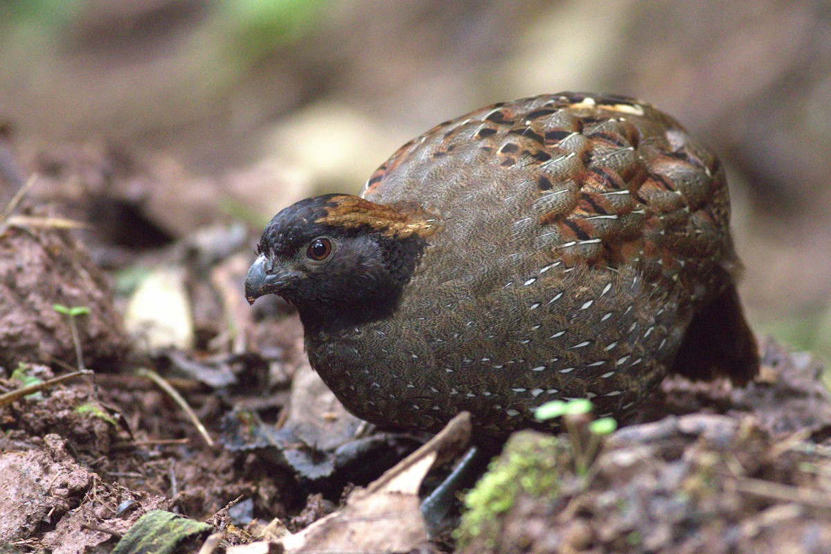 Black-fronted Wood-Quail - ML631350449