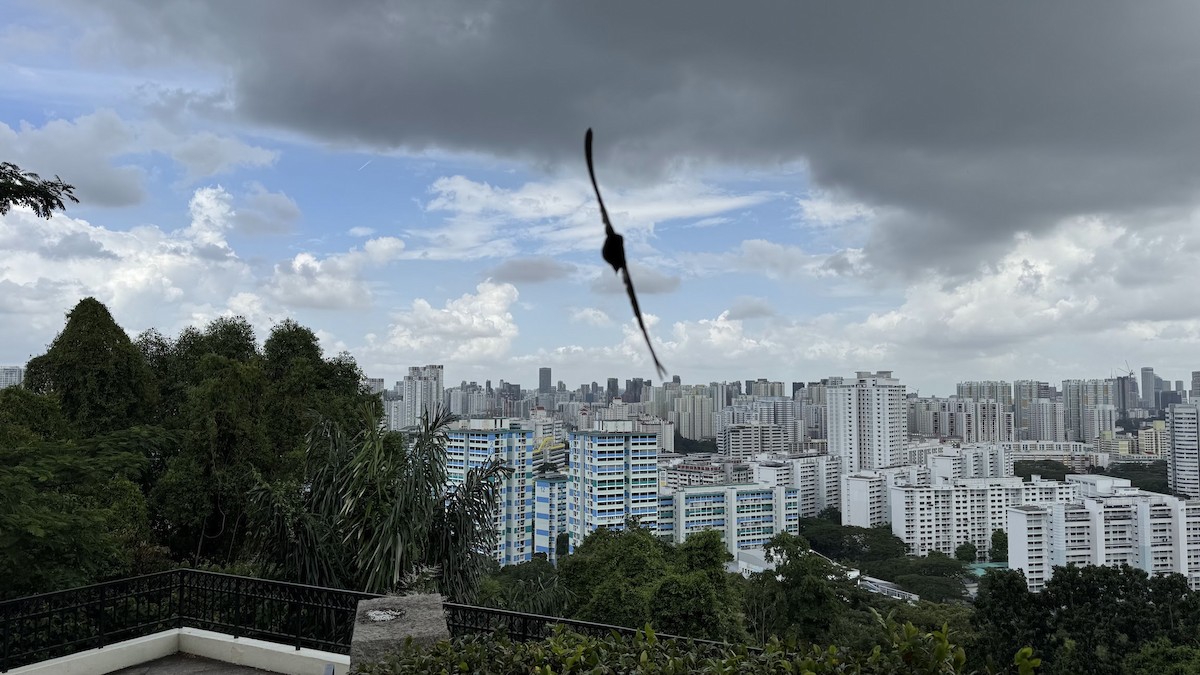 Asian Koel - ML631350450