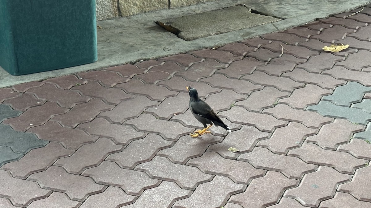 Javan Myna - ML631350483