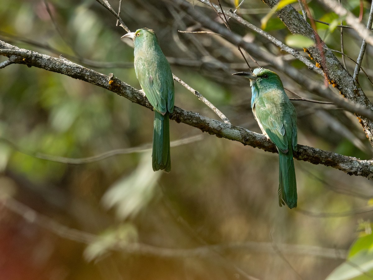 Blue-bearded Bee-eater - ML631350521