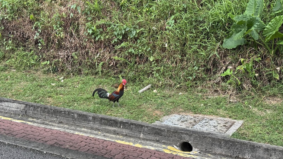 Red Junglefowl - ML631350522