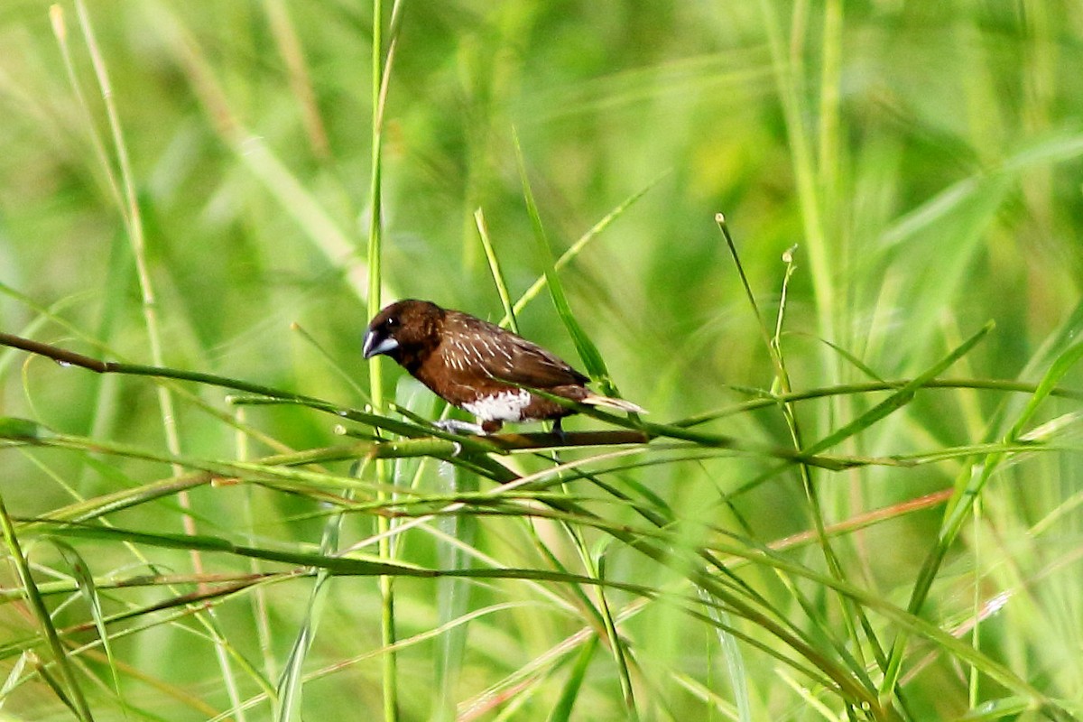 White-bellied Munia - ML631350545