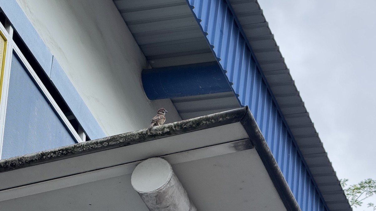 Eurasian Tree Sparrow - ML631350546