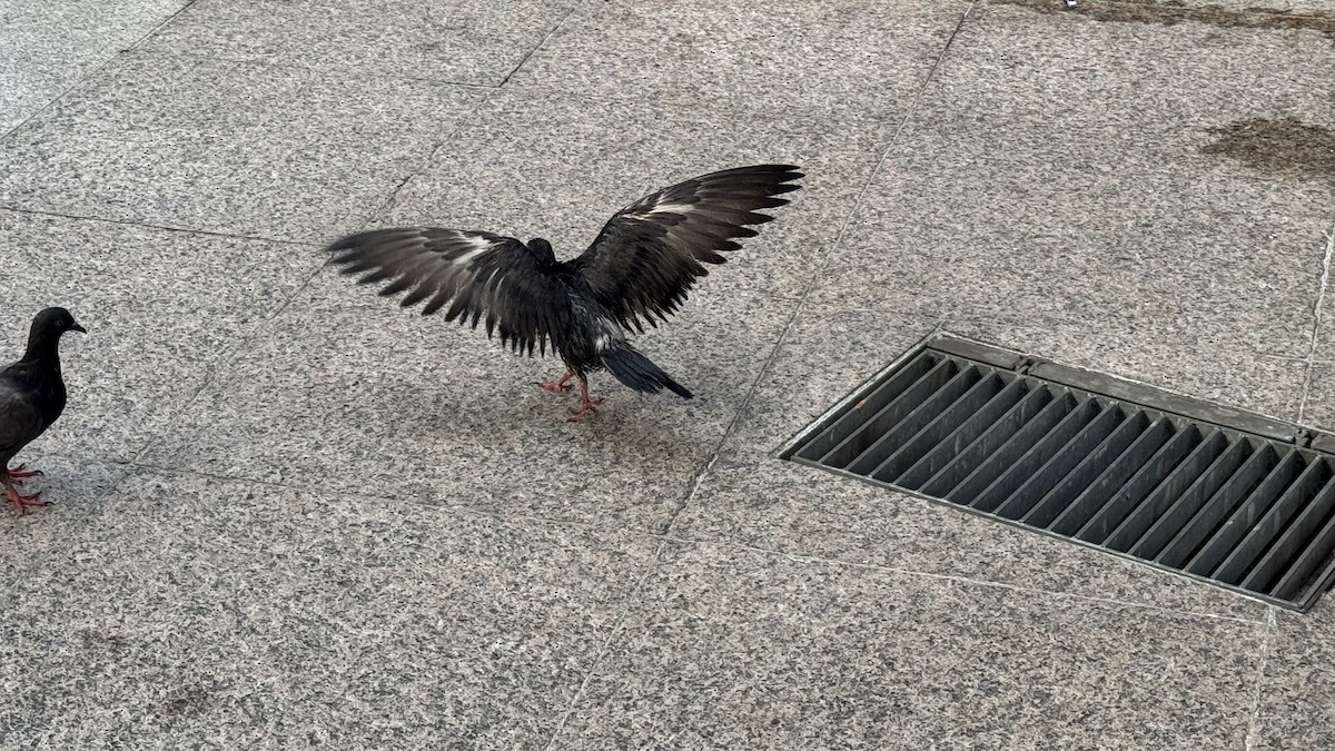 Rock Pigeon (Feral Pigeon) - ML631350592