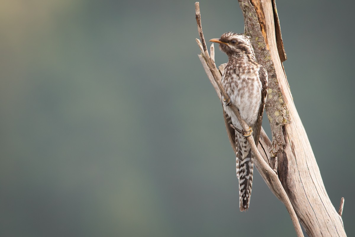 Pallid Cuckoo - ML631350689