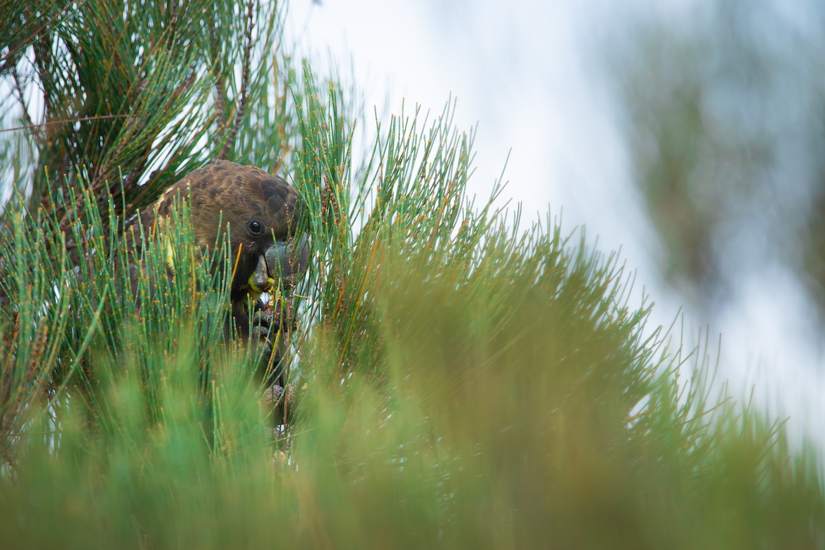 Glossy Black-Cockatoo - ML631350690