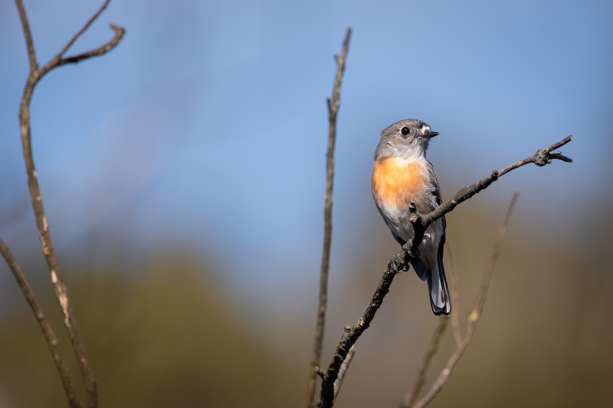 Scarlet Robin - ML631350743