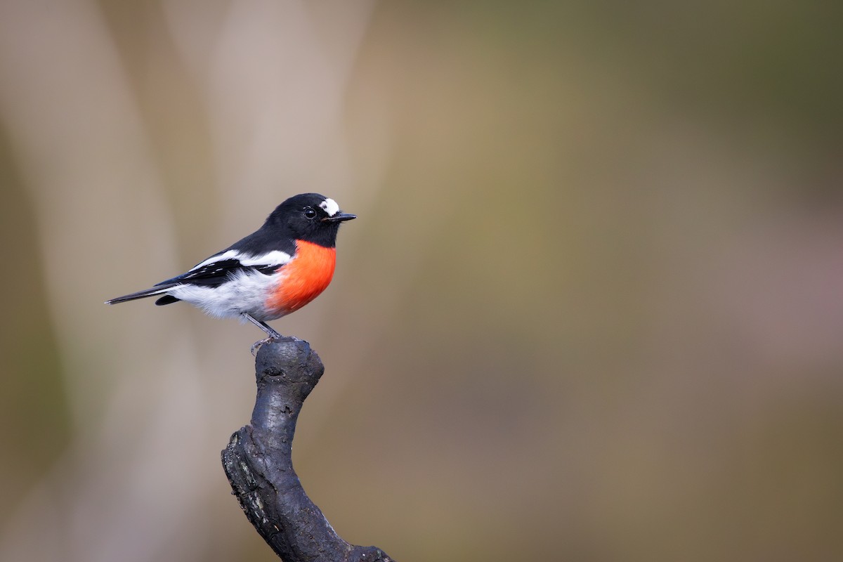 Scarlet Robin - ML631350744