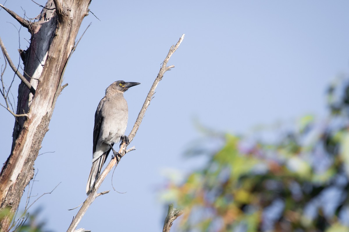 Gray Currawong - ML631350747