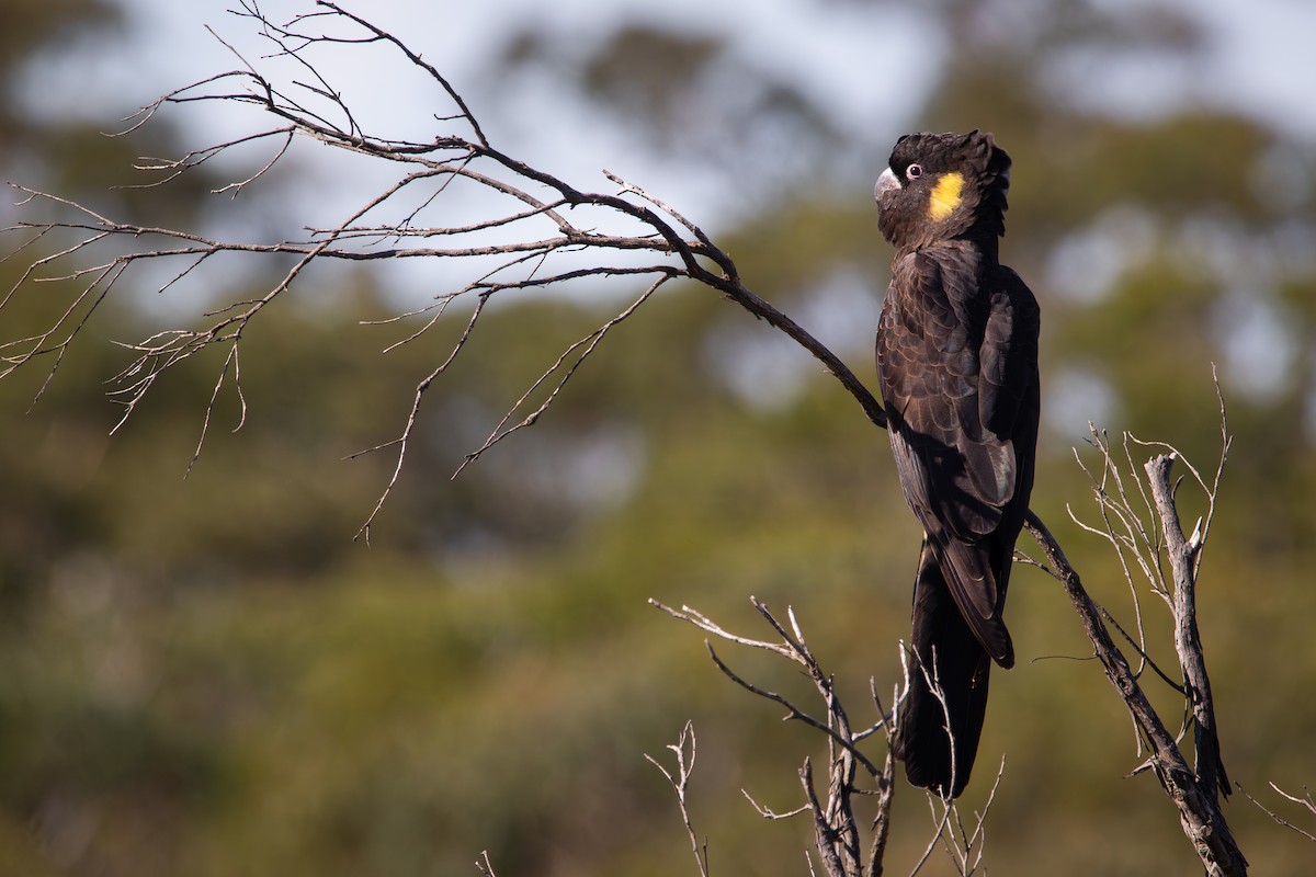 Yellow-tailed Black-Cockatoo - ML631350752
