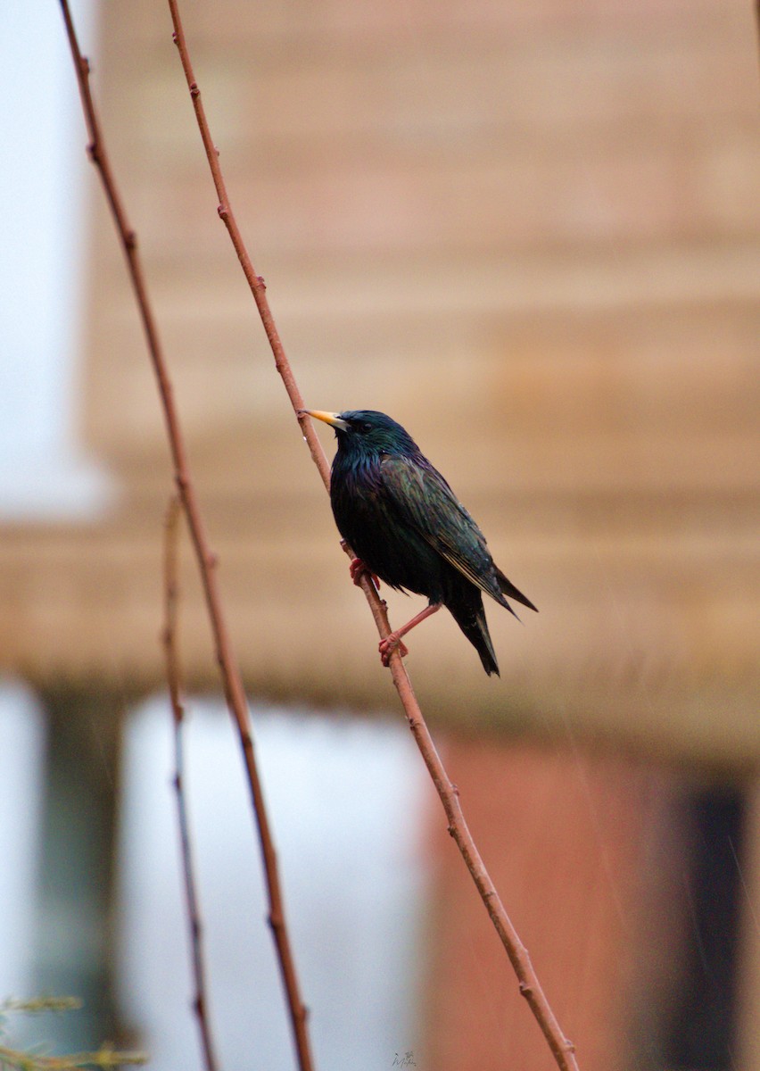 European Starling - ML631350852