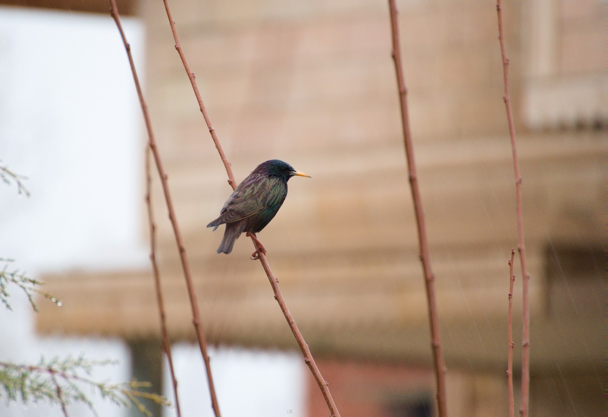 European Starling - ML631350853