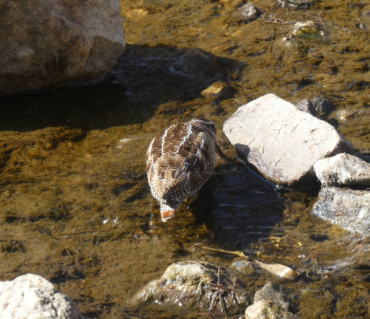 Solitary Snipe - ML631350913