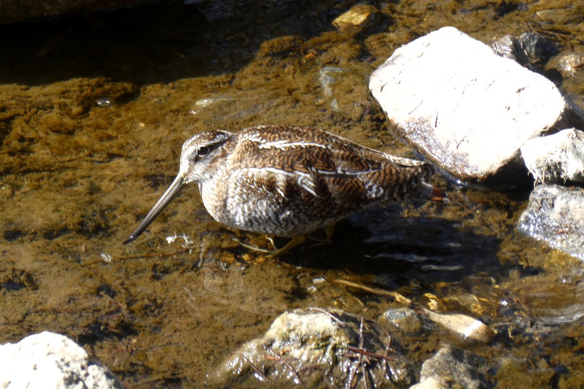 Solitary Snipe - ML631350914