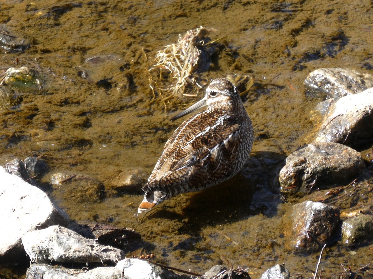 Solitary Snipe - ML631350915