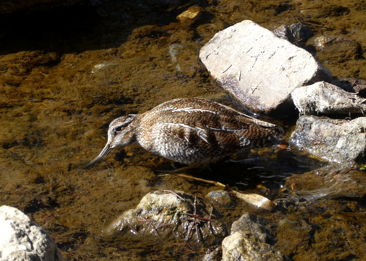 Solitary Snipe - ML631350917