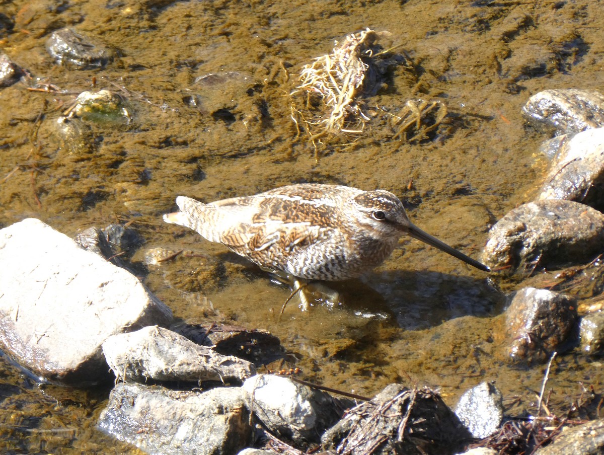 Solitary Snipe - ML631350918