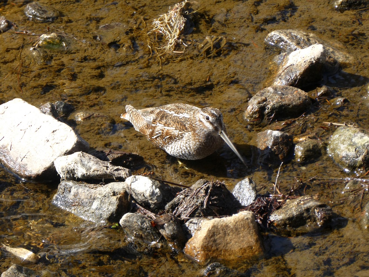 Solitary Snipe - ML631350919