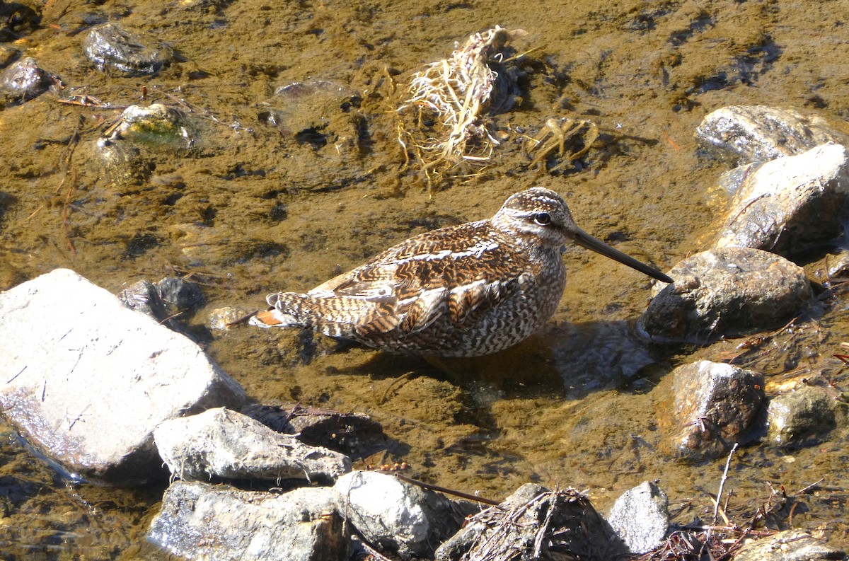 Solitary Snipe - ML631350920