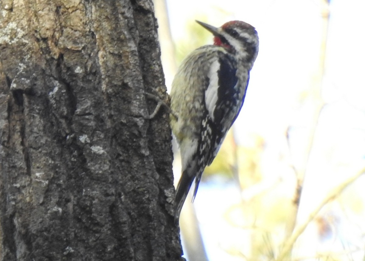 Yellow-bellied Sapsucker - ML631350998