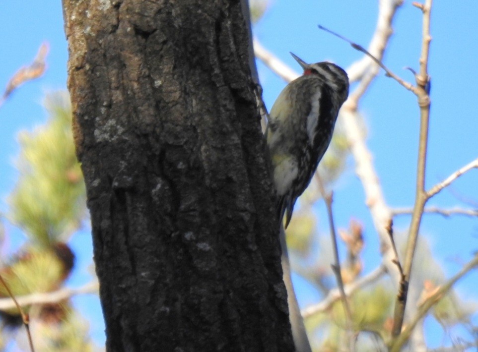 Yellow-bellied Sapsucker - ML631350999