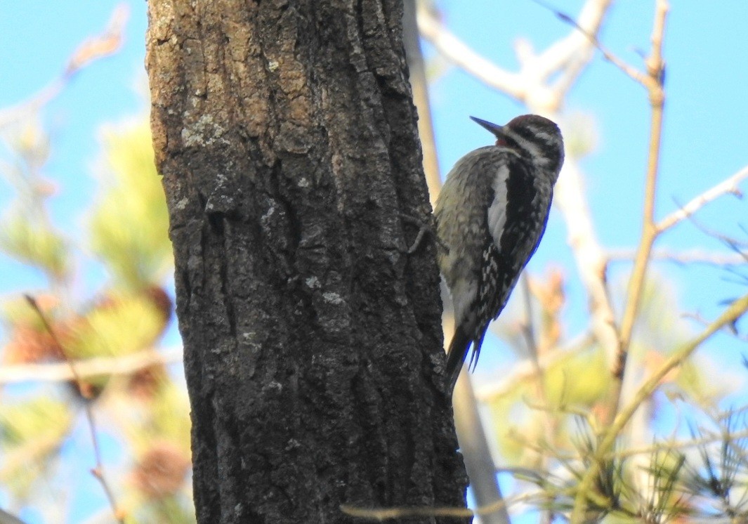 Yellow-bellied Sapsucker - ML631351000