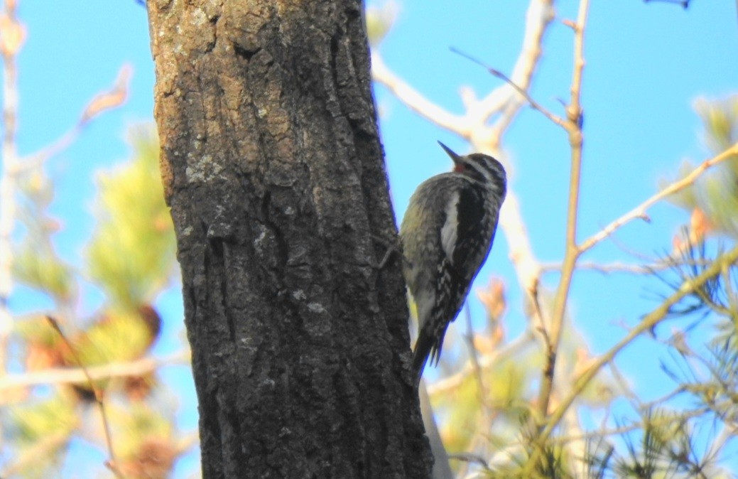 Yellow-bellied Sapsucker - ML631351001