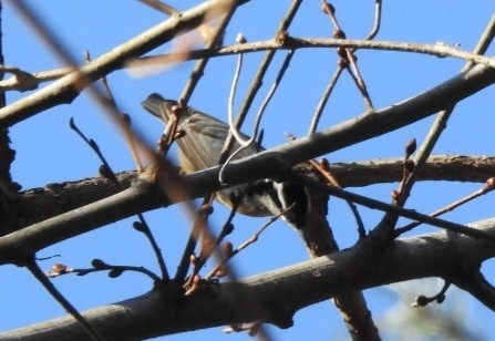 Red-breasted Nuthatch - ML631351057