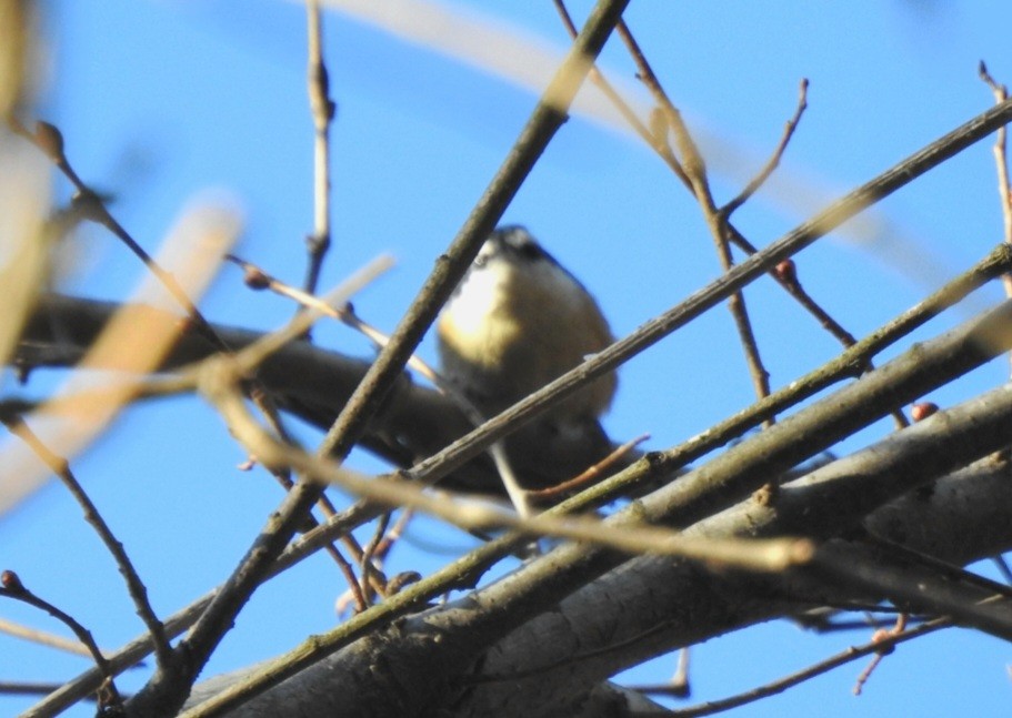 Red-breasted Nuthatch - ML631351058