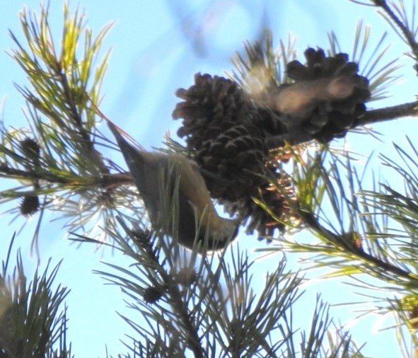 Red-breasted Nuthatch - ML631351059