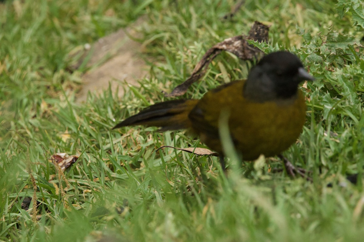 Large-footed Finch - ML631351257