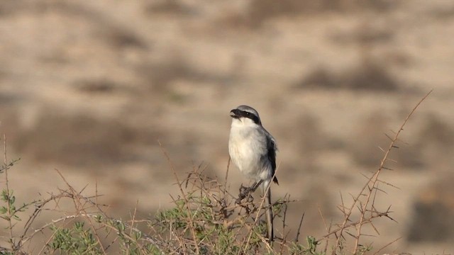 varsler - ML631351625