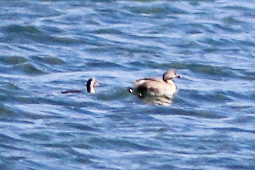 Hoary-headed Grebe - ML631351792