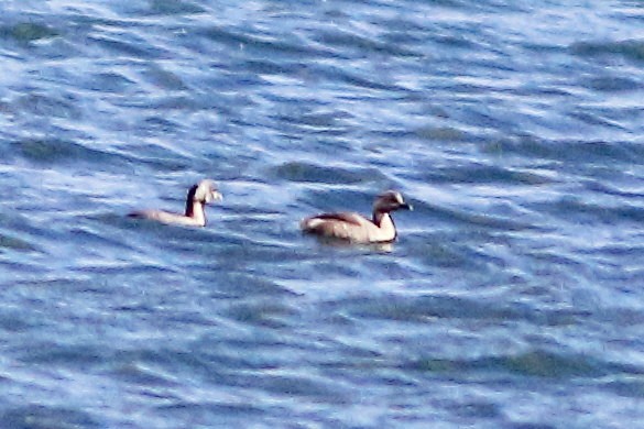 Hoary-headed Grebe - ML631351794