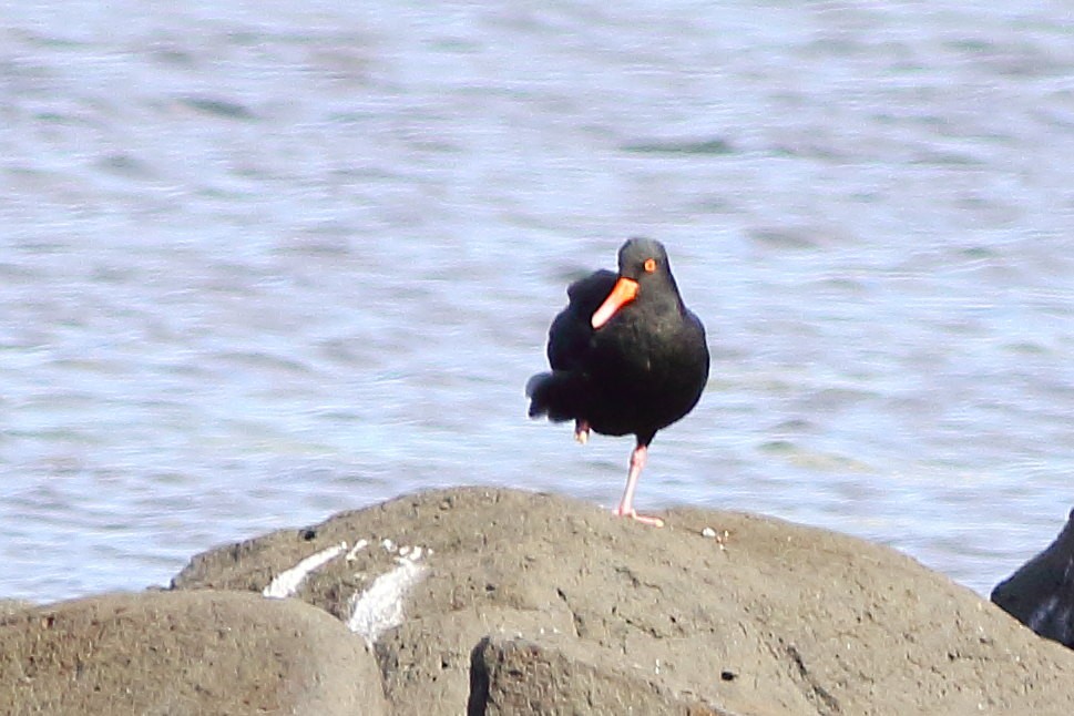 Sooty Oystercatcher - ML631351828