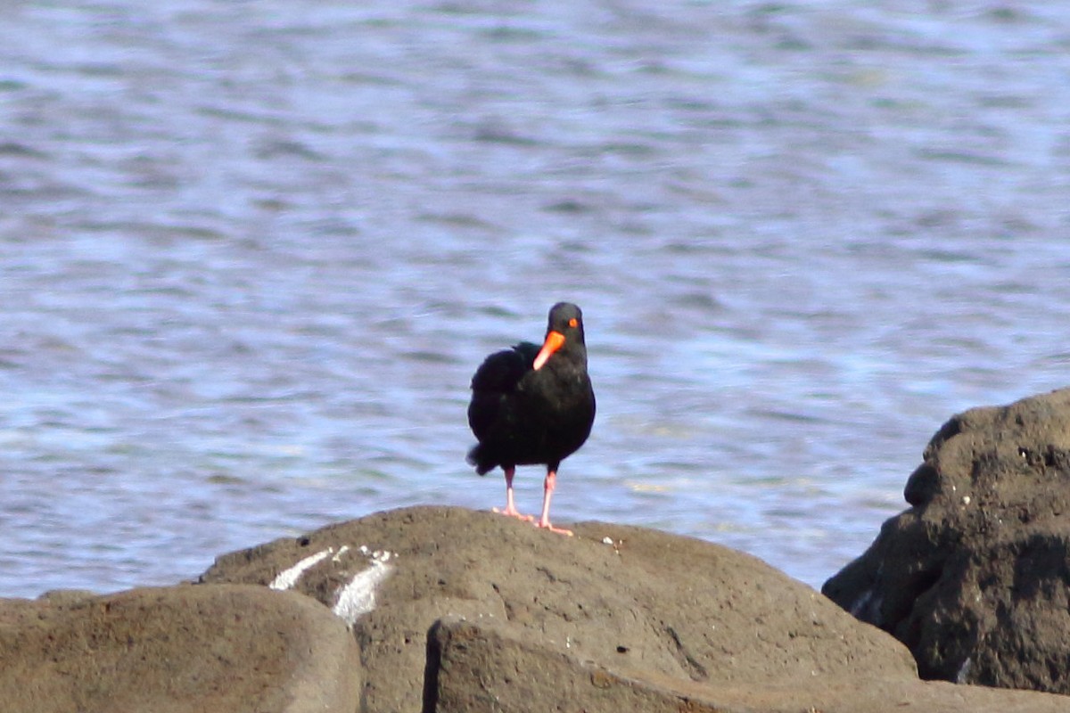 Sooty Oystercatcher - ML631351888