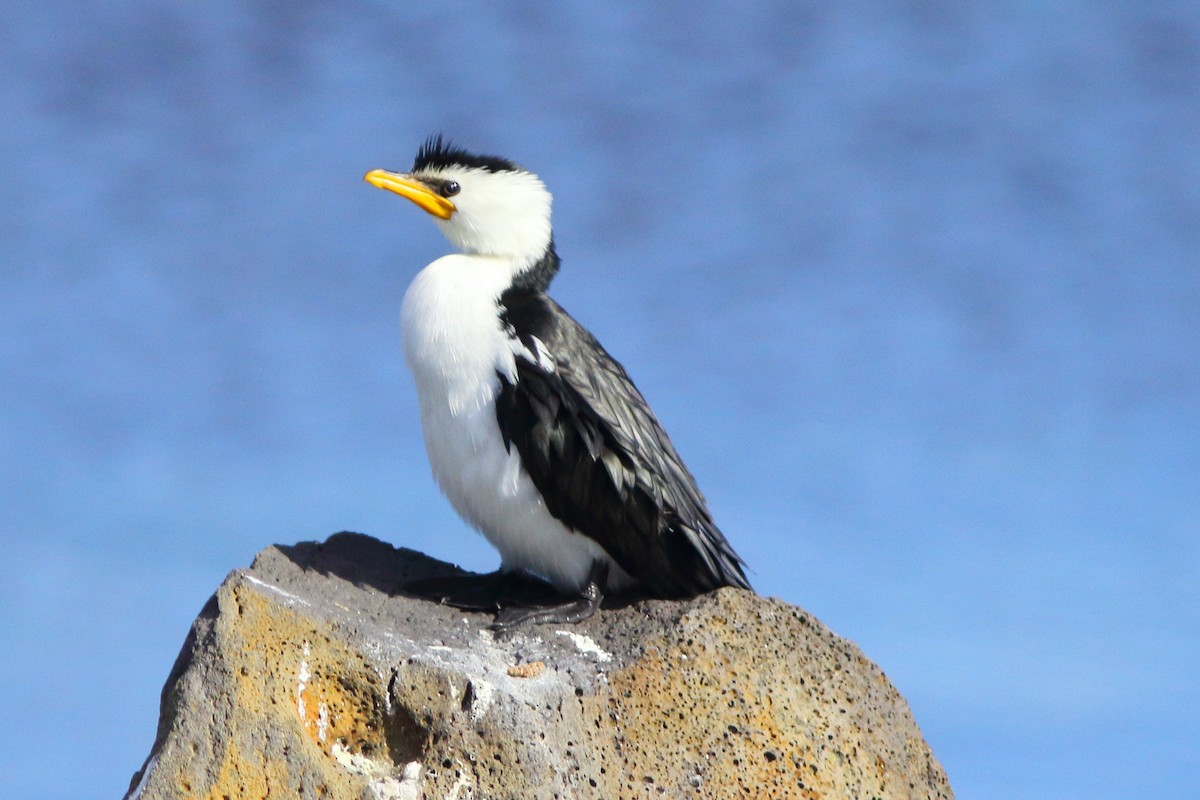 Little Pied Cormorant - ML631351894