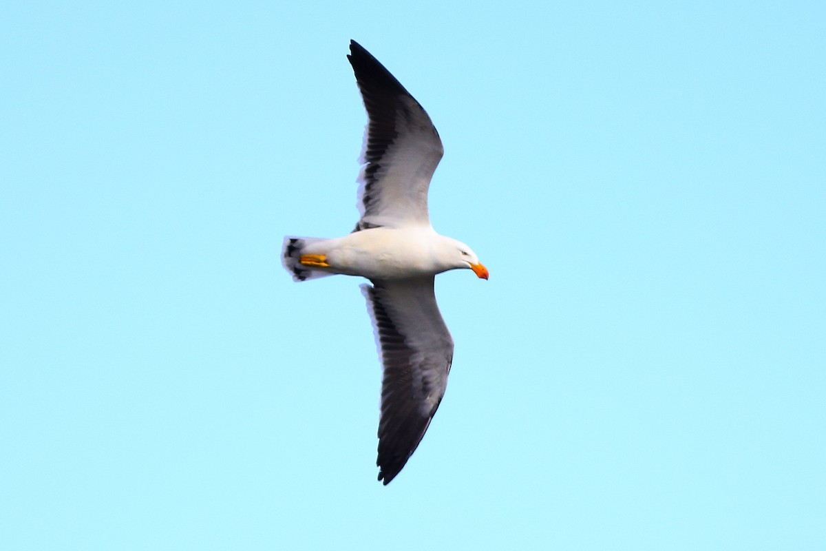 Pacific Gull - ML631351941