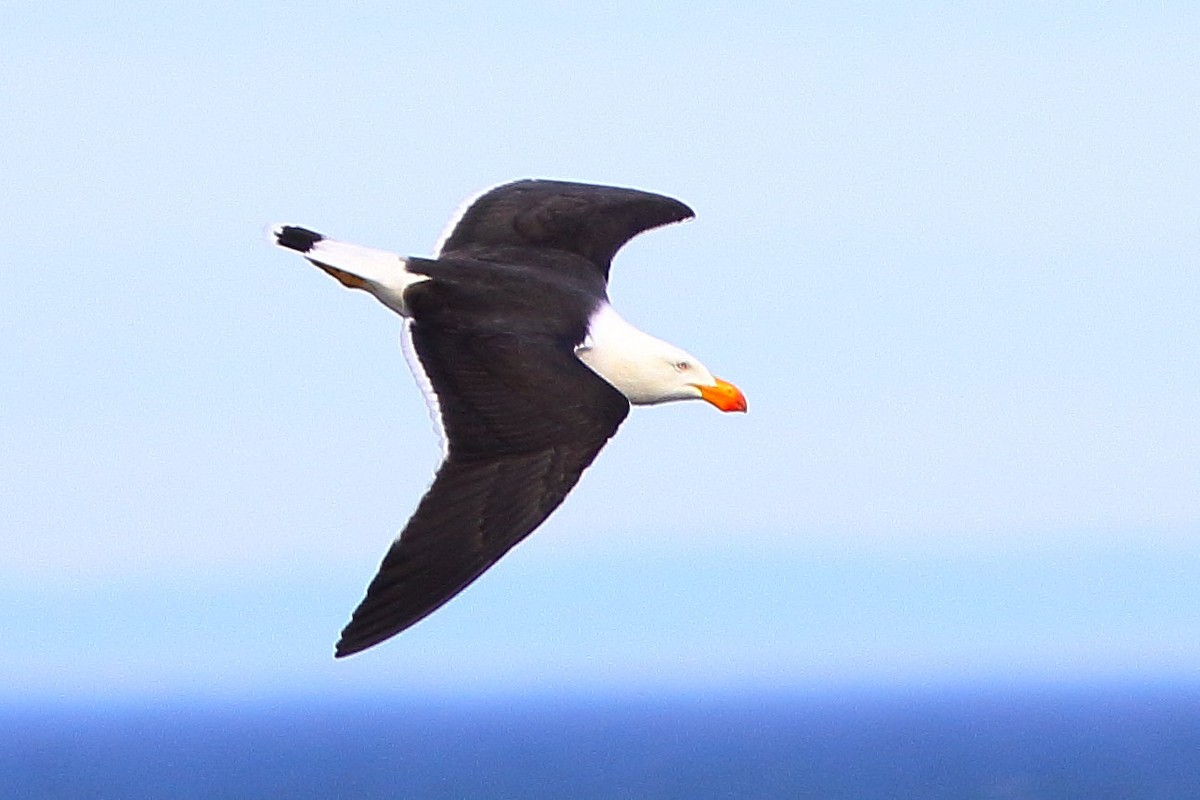Pacific Gull - ML631351963