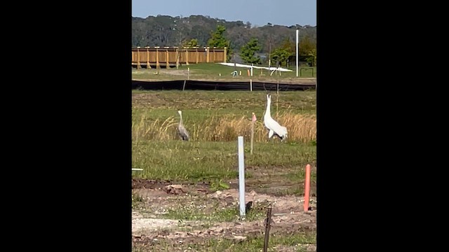 Whooping Crane - ML631351997