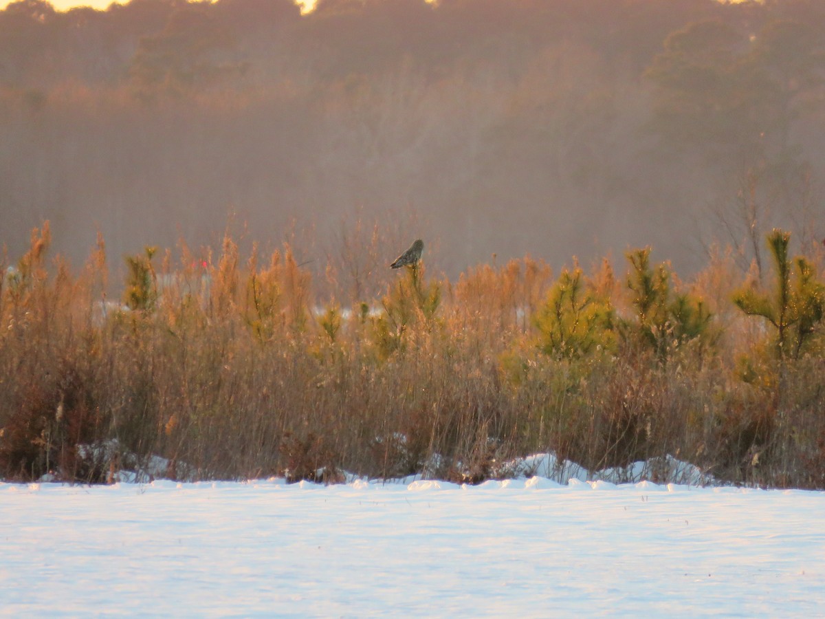 Short-eared Owl - ML631352308