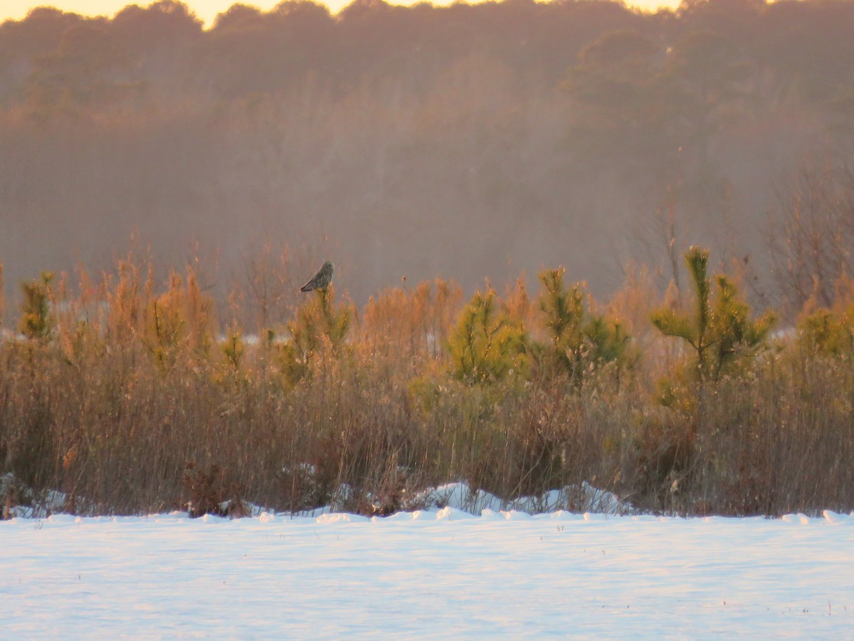 Short-eared Owl - ML631352309