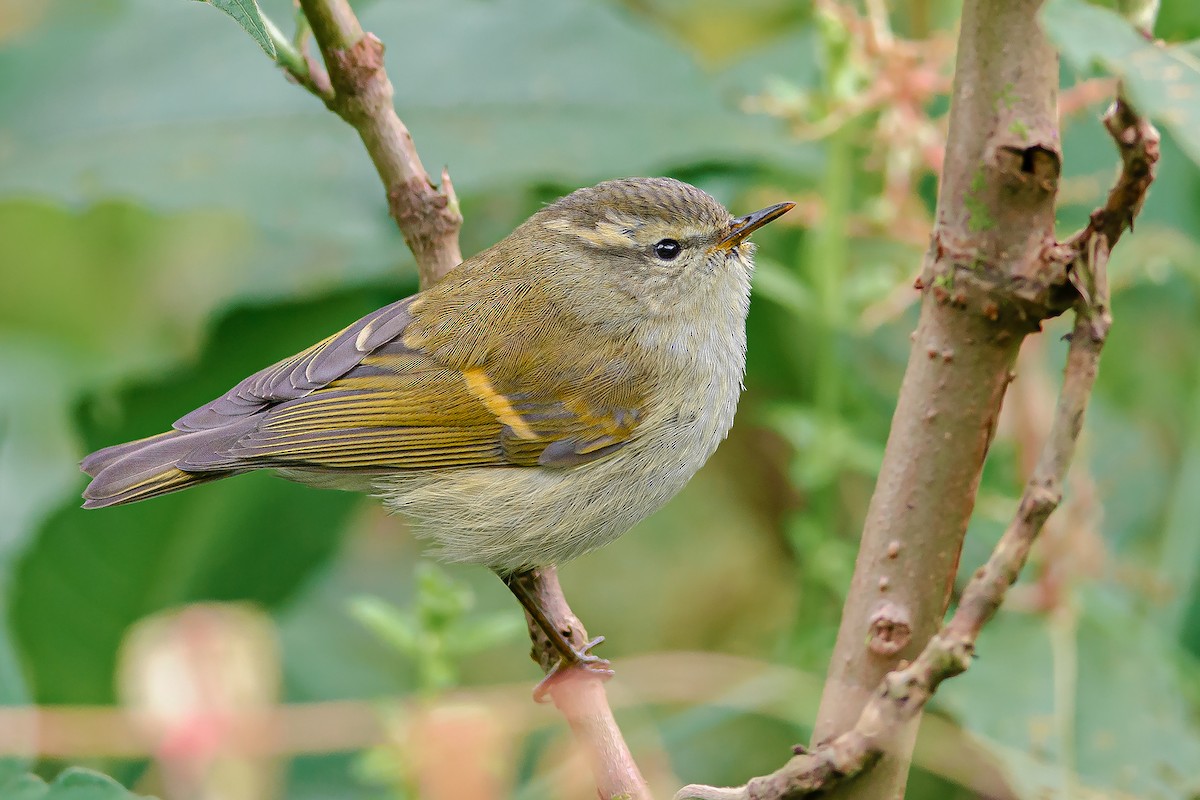 Mosquitero Elegante - ML631352310