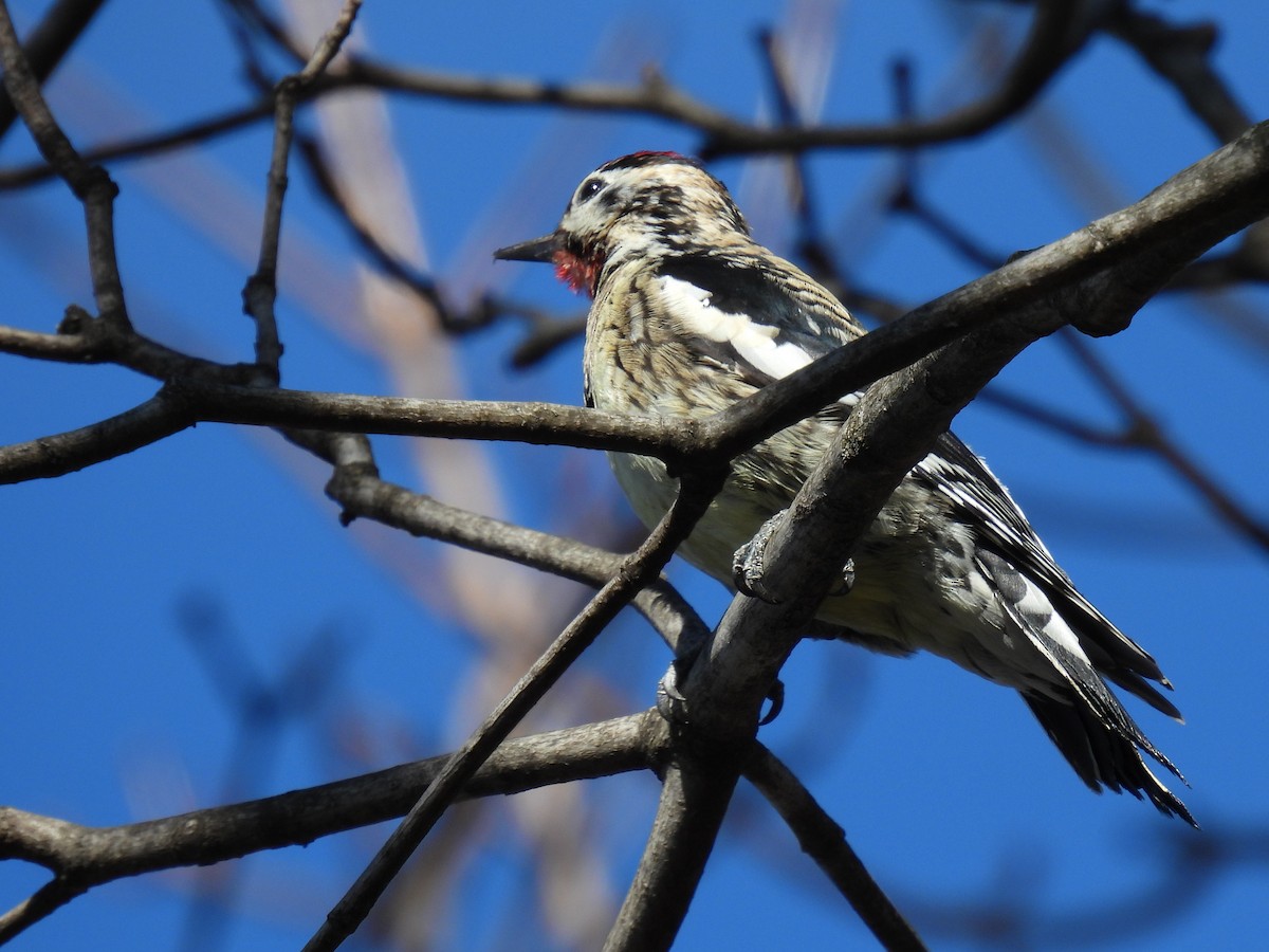 Yellow-bellied Sapsucker - ML631352406