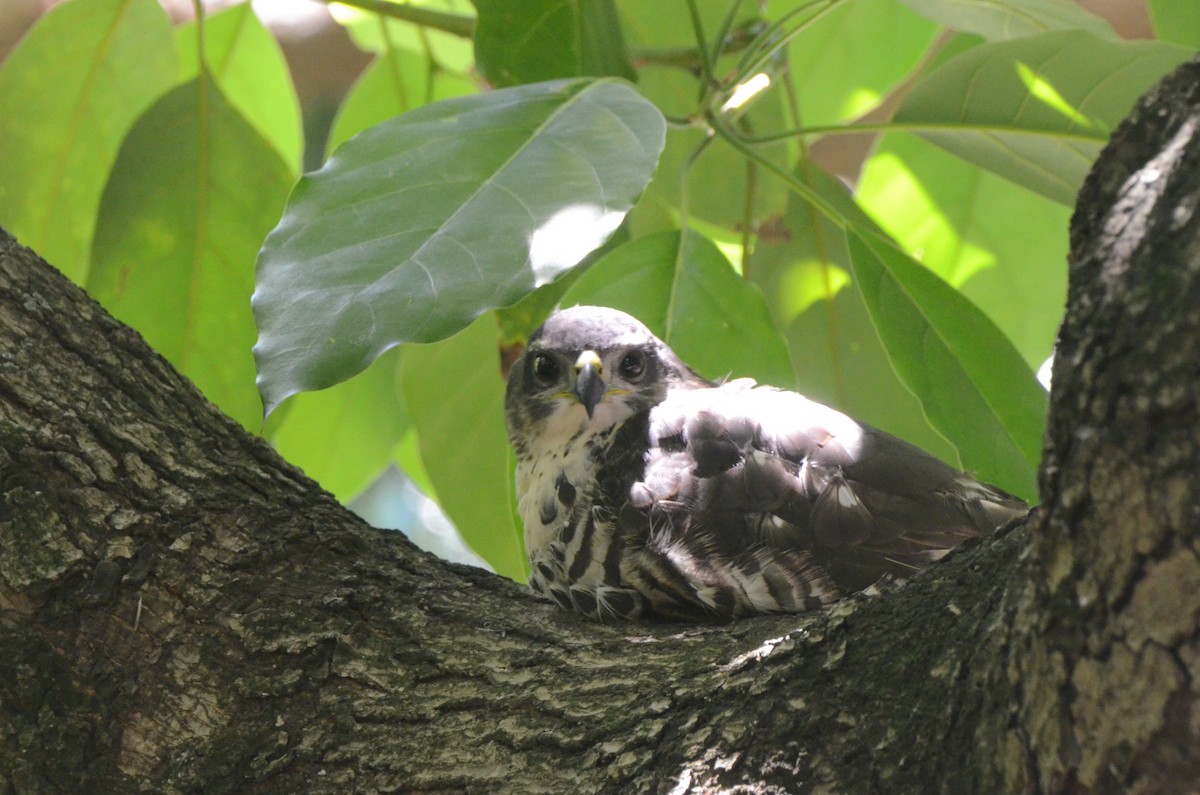 African Goshawk - ML631352785