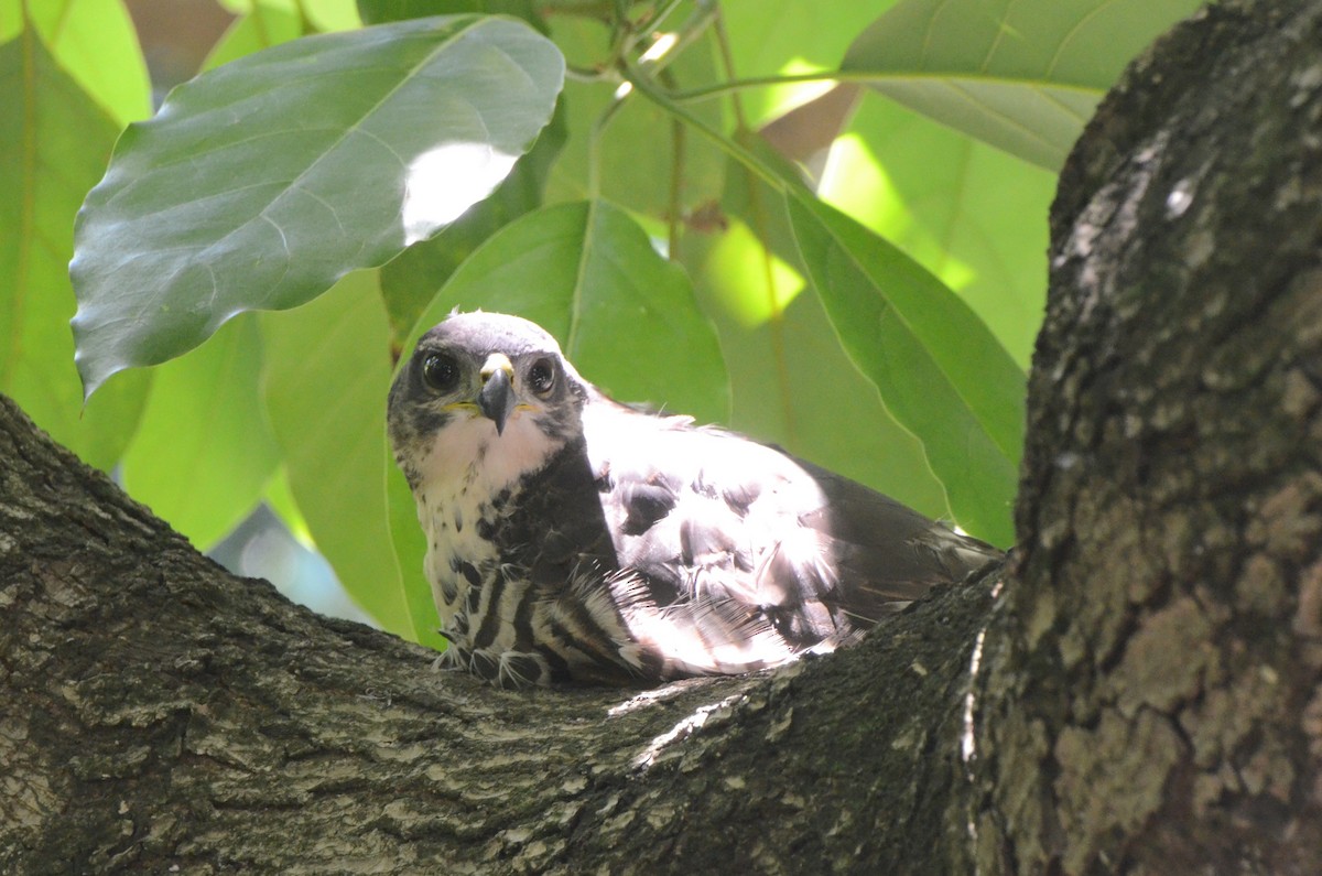 African Goshawk - ML631352813