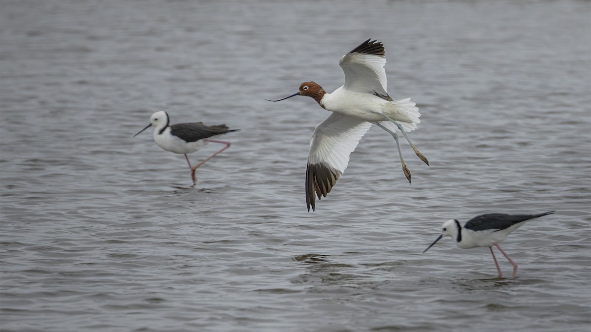 Red-necked Avocet - ML631352881