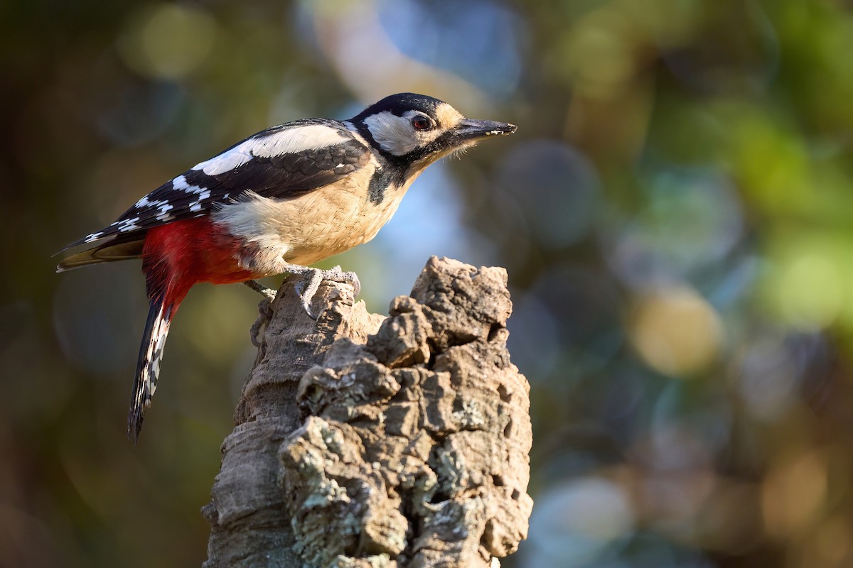 Great Spotted Woodpecker - ML631352914